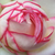 Belo - roza - Mini - pritlikave vrtnice - Biedermeier®